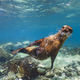 Illustration for article titled You Can Now Explore the Galapagos Islands With Google Street View